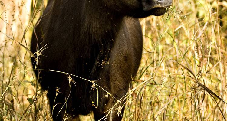Gros plan d'un buffle d'Asie sauvage en train de brouter.