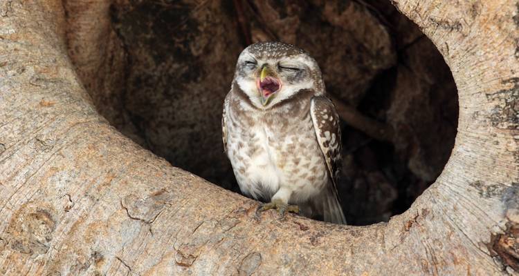 Hibou perché dans un trou d'arbre, bâillant.