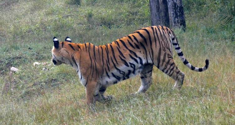 Tigre traquant à travers l'herbe dans une forêt.