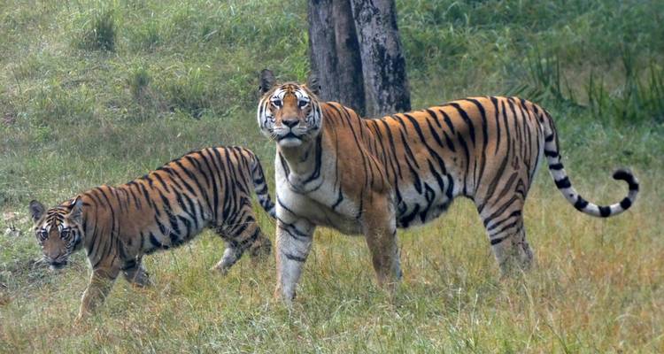 Deux tigres dans un champ herbeux avec l'un regardant vers l'avant.