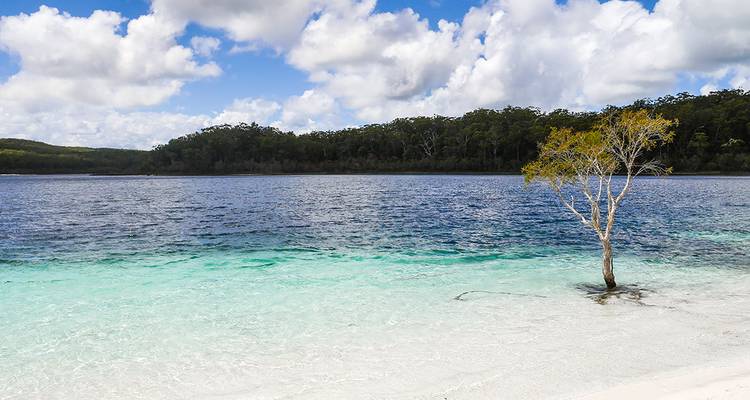 Isolated tree rising from a clear blue lake.