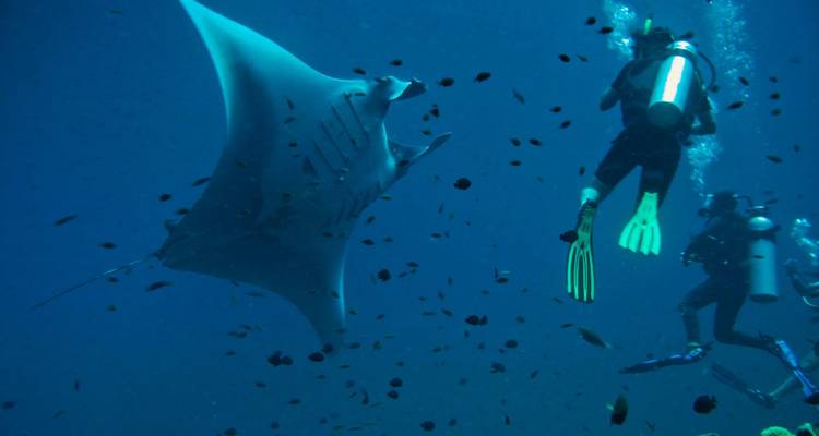 Scuba divers observe a giant manta ray gliding through blue ocean water surrounded by fish.