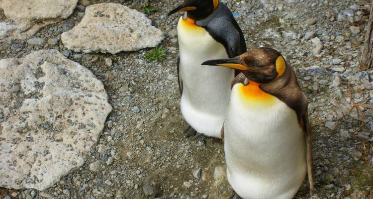 Zwei Pinguine stehen auf einer felsigen Oberfläche.