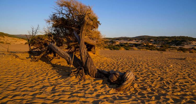 Arbre dans le désert avec des dunes de sable.