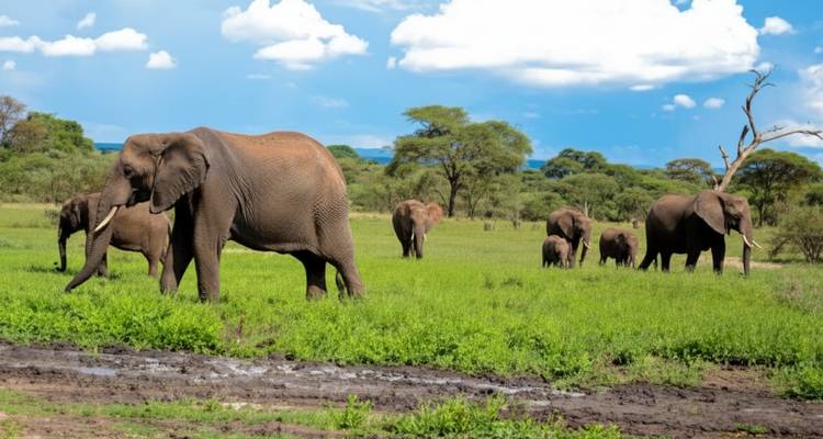 Elephants grazing in a savannah with clear skies.
