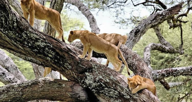 Lions on branches of trees, relaxing.