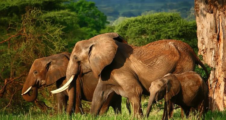 Elephants in a natural habitat beside a tree.
