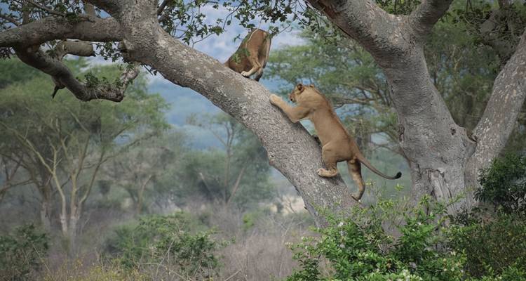 Lions climbing a tree in a forested area.