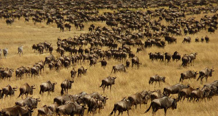Vast herd of wildebeest on a golden landscape.
