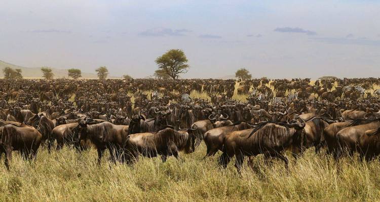 Dense herd of wildebeest and zebras in grassland.
