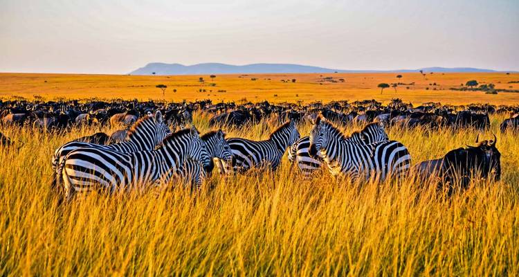 Zebras in the grasslands during golden hour.