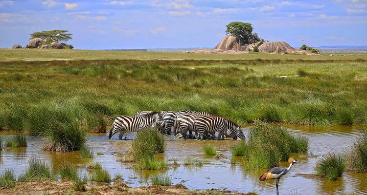 Zebras and birds around a water body with rocky landscape.