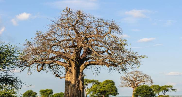 A towering baobab tree under a clear blue sky.