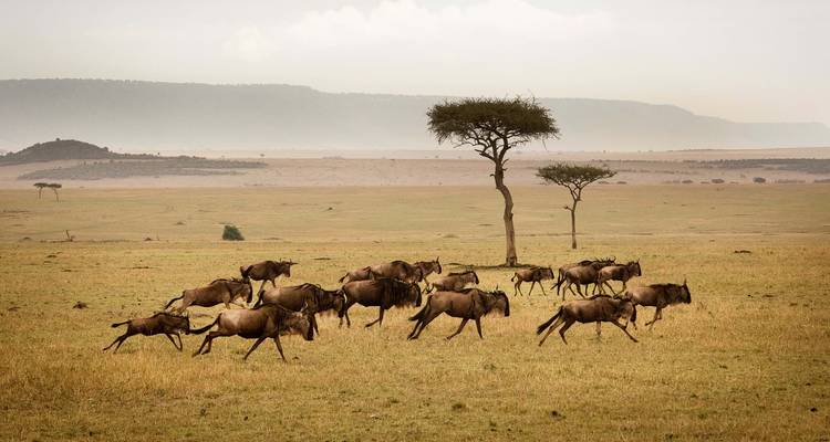 Wildebeest running across a vast plain.