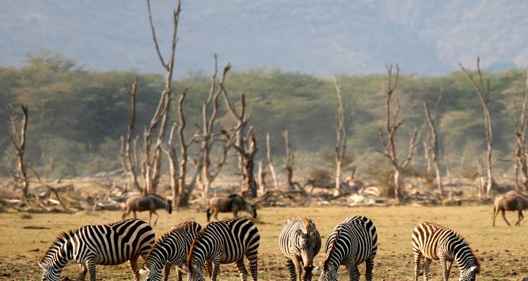 Zebras grazing in a dry, wooded area.