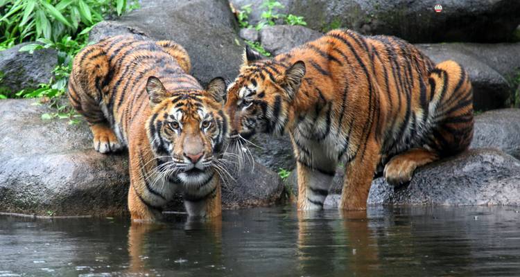 Two tigers resting by a water body in a natural habitat.