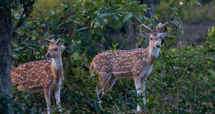 Two deer with antlers standing in a wooded area.