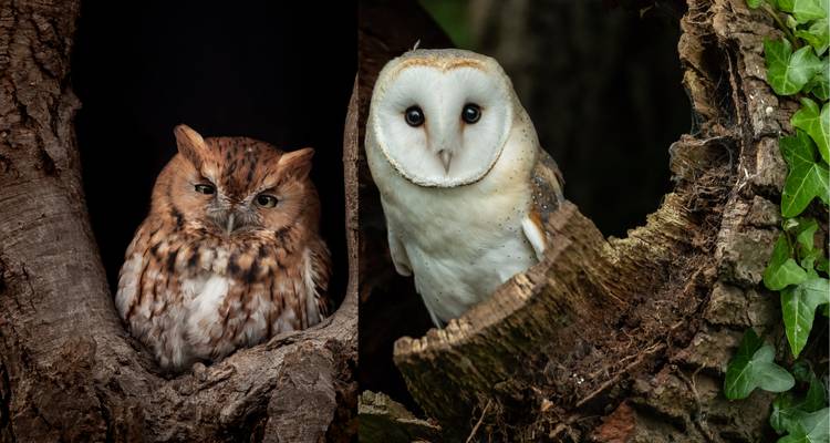 Close-up of two owls perched in tree hollows.