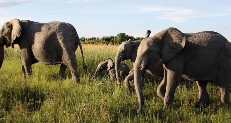 Group of elephants walking through grassland.