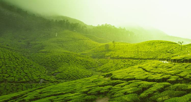 Lush green tea plantations stretching across the hills.