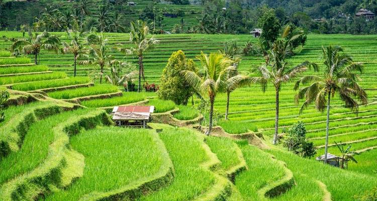 Terrasvormige rijstvelden met palmbomen.