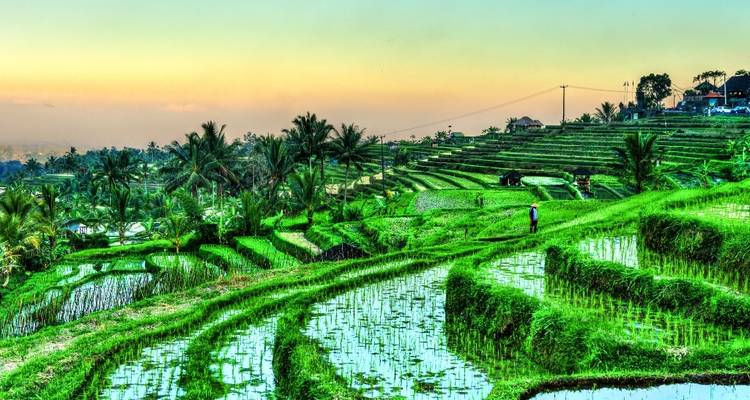 Zonsondergangzicht van terrasvormige rijstvelden.