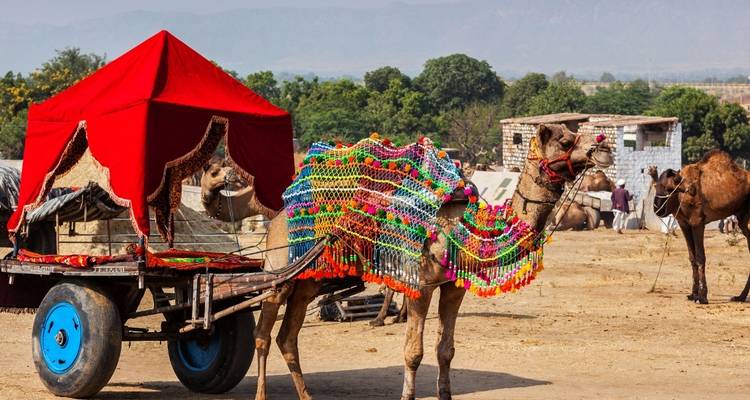 Chameau coloré tirant une charrette dans un paysage désertique.