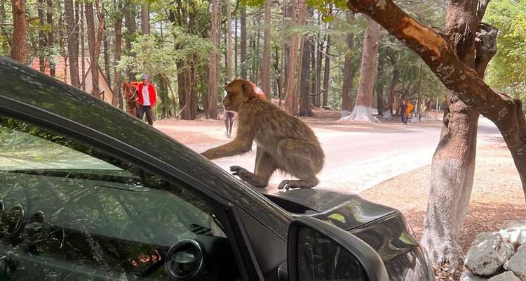 Singe assis sur une voiture avec des arbres en arrière-plan.