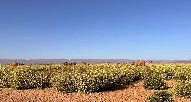Des chameaux paissent dans un champ sous un ciel bleu.