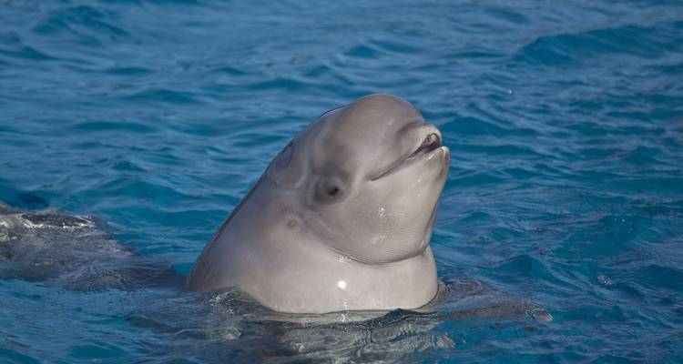 Primer plano de una ballena beluga sonriente emergiendo en agua azul cristalina.