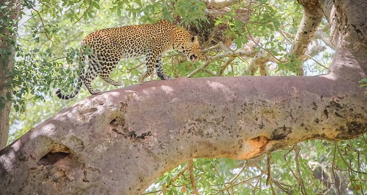 Leopard walking on a tree branch in the wild.