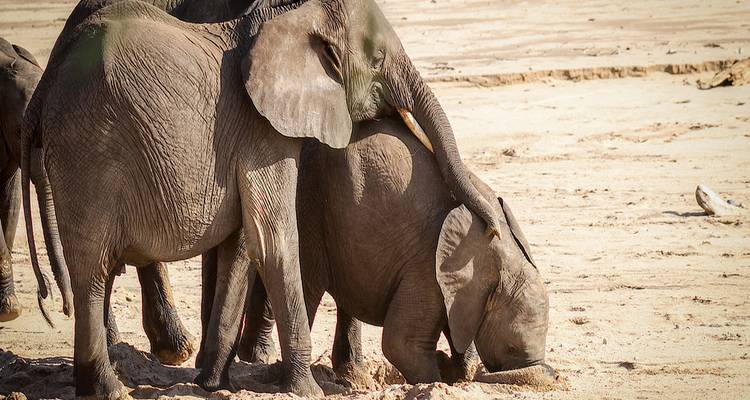 Elephants playing in sand.