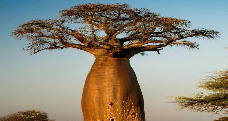 A single majestic baobab tree at sunset.