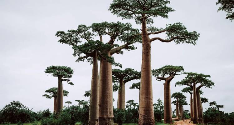 Baobab trees standing tall in a savanna landscape.