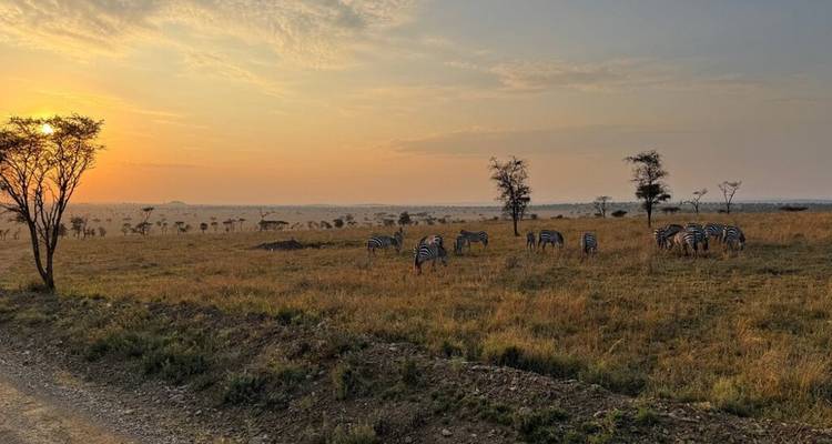 Zebras grazing in a savanna during sunset.