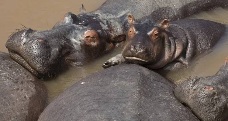 Hippos resting in water.