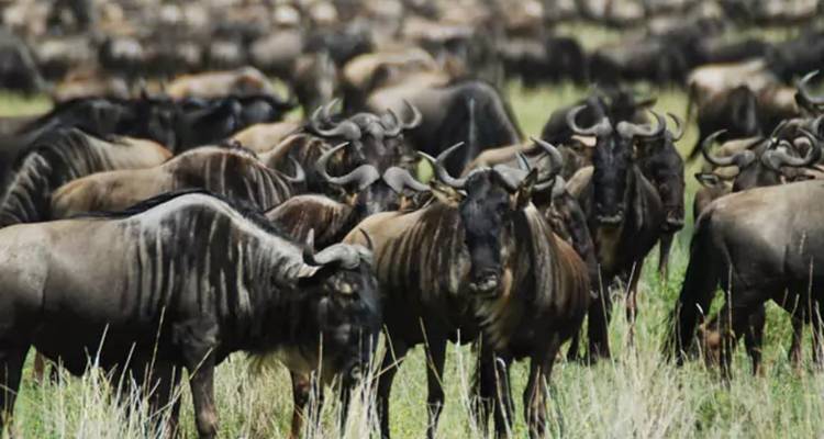 Herd of wildebeest in a grassy field.