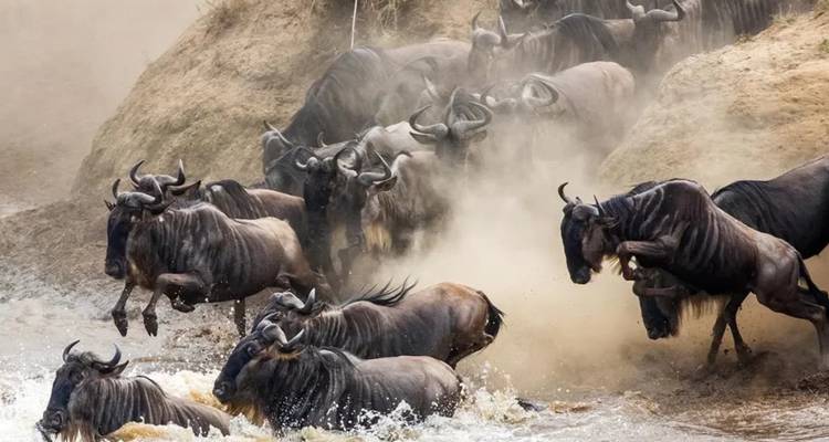 Wildebeest crossing a river in a dramatic scene.