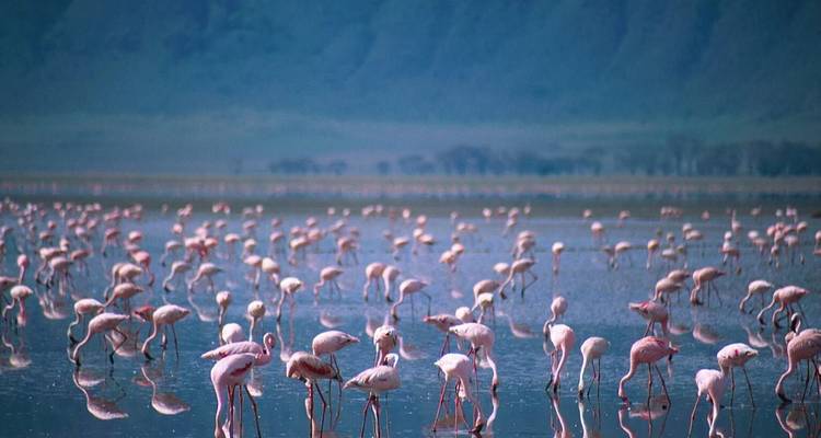 Flock of flamingos wading in shallow water.