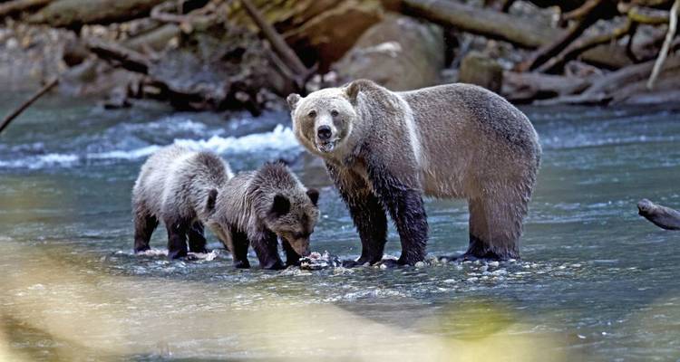 Grizzlybär mit Jungen stehend in einem seichten Fluss.