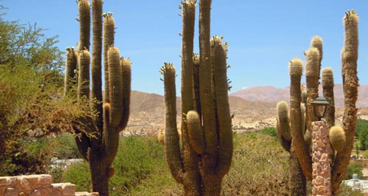 Hoge cactussen in een woestijnomgeving met bergen op de achtergrond.