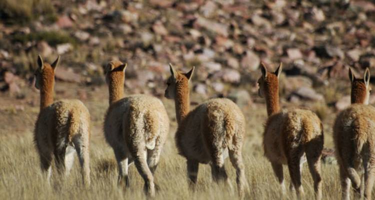 Een groep lama's die in het wild lopen met een rotsachtige achtergrond.
