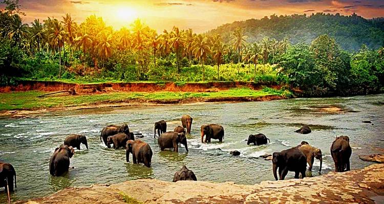 Group of elephants bathing in a river with a sunset backdrop.
