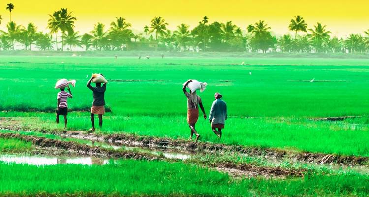People walking through vibrant green rice paddies.