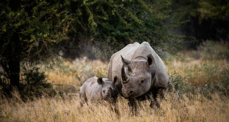 A rhinoceros with a calf in the bush.