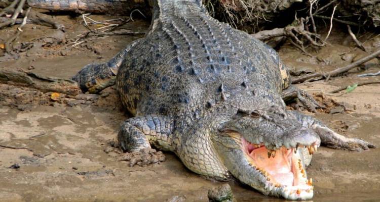 A large saltwater crocodile lies on a muddy bank with jaws wide open, showing sharp teeth.