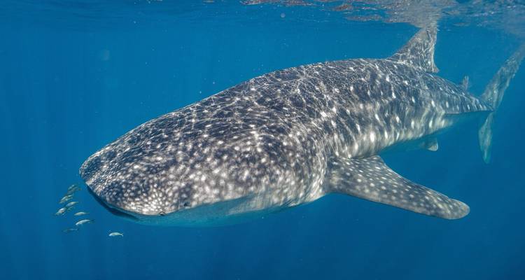 Massive whale shark swims gracefully through clear blue ocean accompanied by a school of fish.