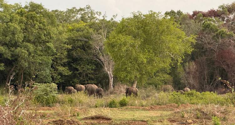 Éléphants dans une zone boisée.