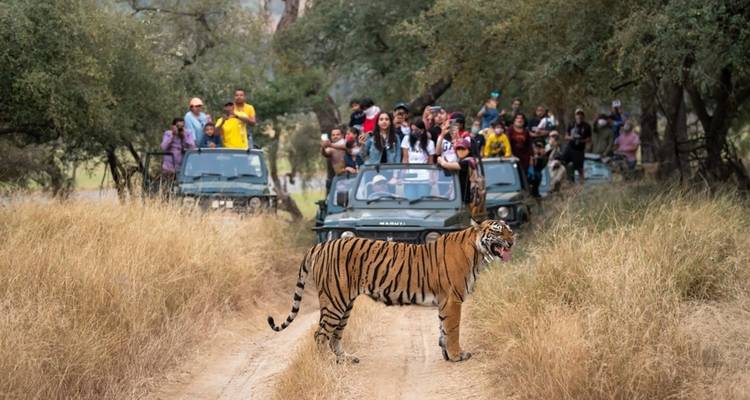 Tourists on a jeep safari observing a tiger on a dirt path.