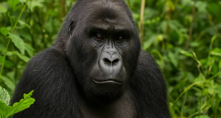Gros plan d'un gorille dans la nature.